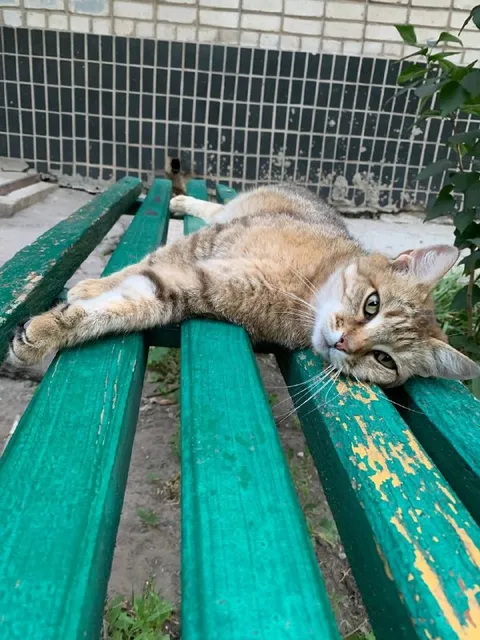 Кот лежит на лавочке