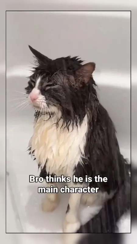 Wet Cat Thinks He’s the Main Character