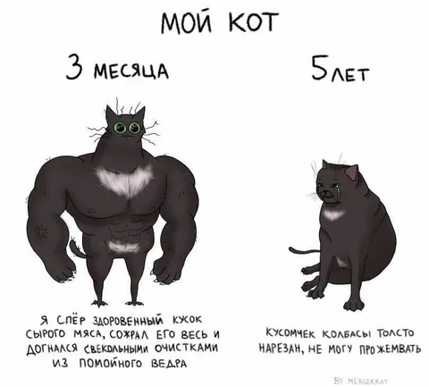 Мой кот: 3 месяца и 5 лет