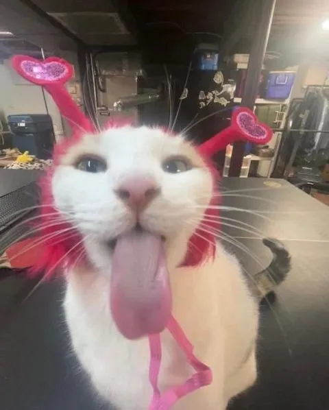 Кот с высунутым языком