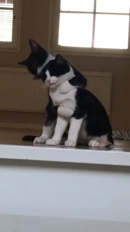 Коты превращаются в одного кота
