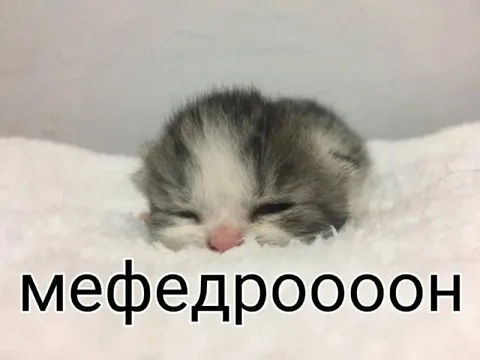 Мефедрооооон котёнок