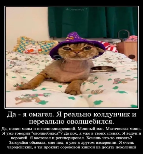 Кот-омагел и мощный маг