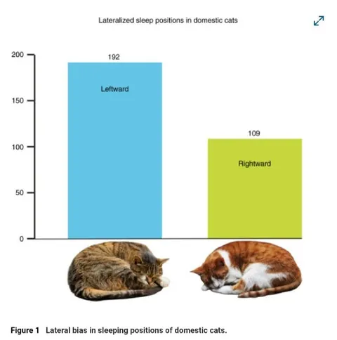 Cats Sleep Leftward More Often