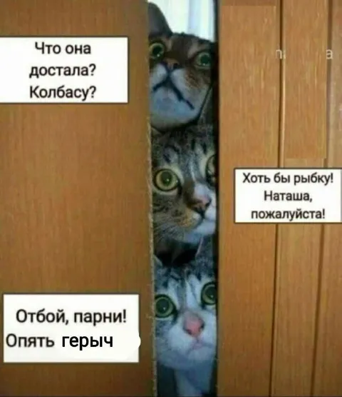 Коты выпрашивают колбасу