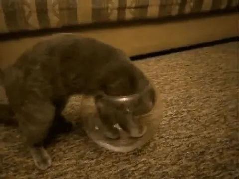 Котёнок застрял в стеклянной миске