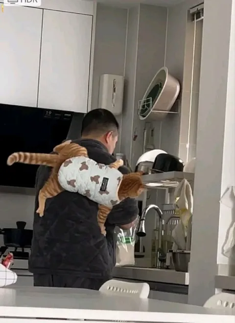 Кот помогает мыть посуду