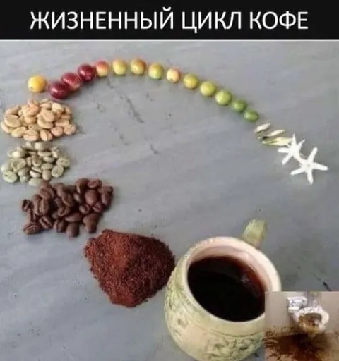 Жизненный цикл кофе