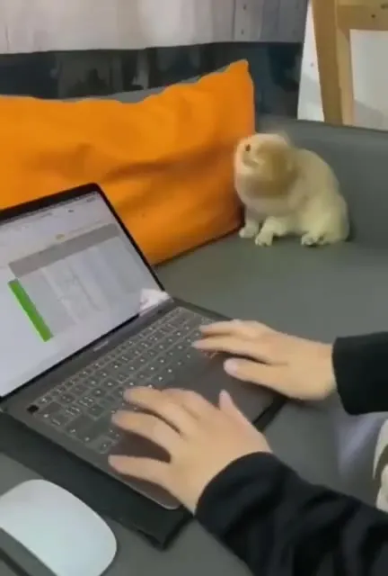 Кот всё громче злится