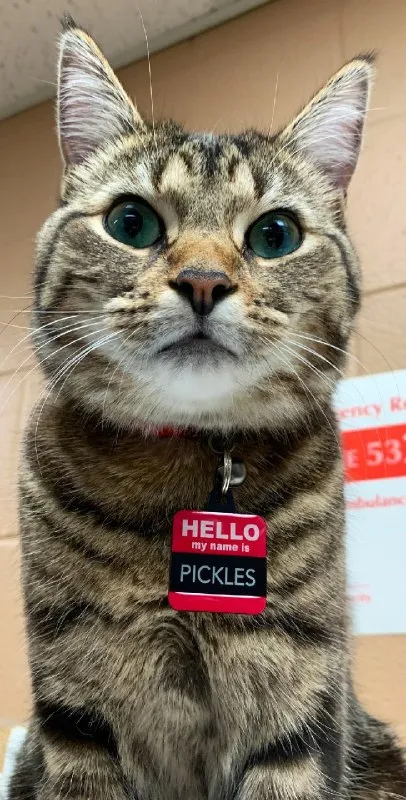 Hello My Name Is Pickles