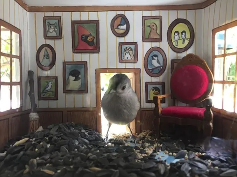 Птица в портретной галерее