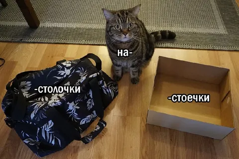 Кот выбирает между столочками и стоечками