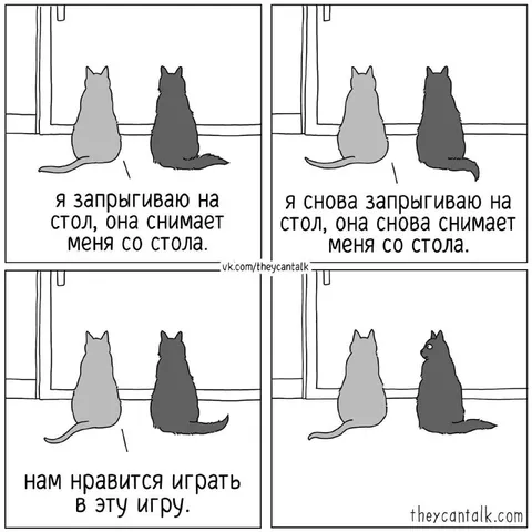 Кошки играют в одну игру
