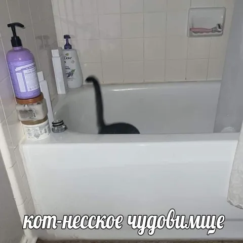 Кот-несское чудовилище