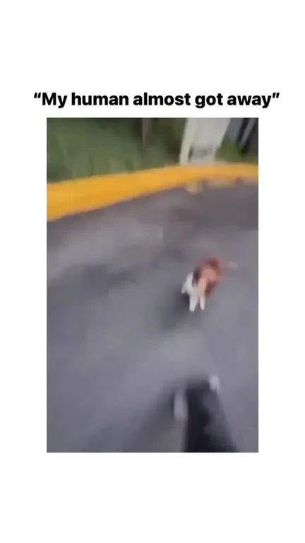 Dog Won’t Let Human Escape