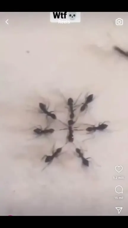 Ants Form a Weird Circle