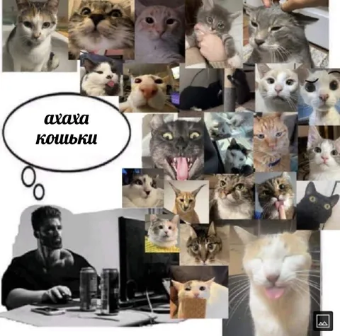 Ахаха кошки