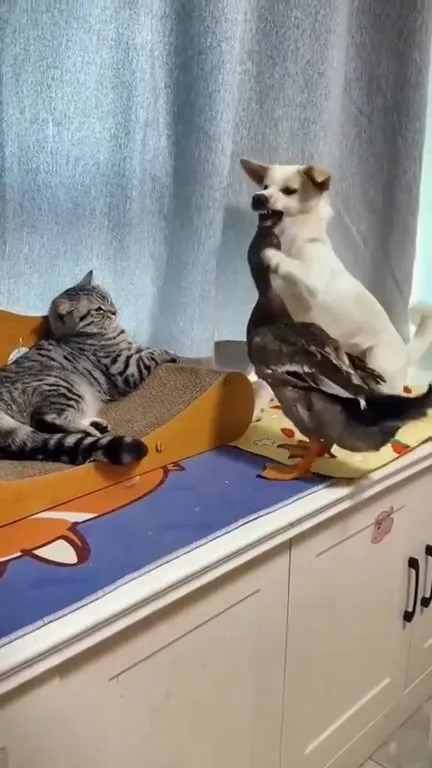 Кот, собака и слишком наглая утка