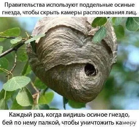 Поддельное осиное гнездо