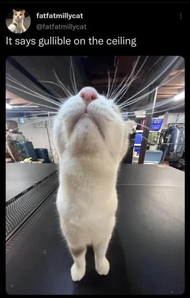 Gullible on the Ceiling Cat
