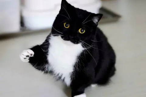 Кот поднимает лапку