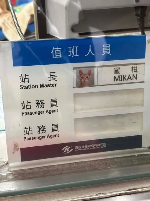 蜜柑猫咪站长