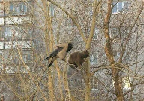 Ворона напала на кота