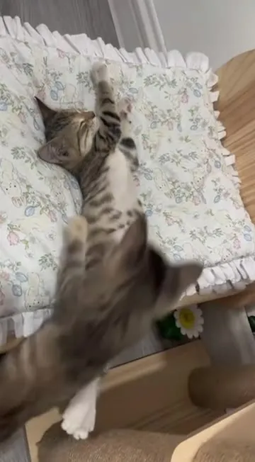 Котята устроили нежную борьбу