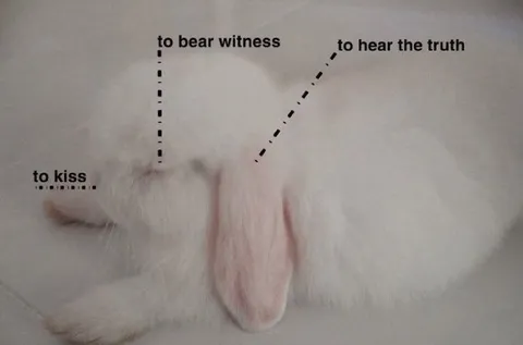 Rabbit Ears Hear the Truth