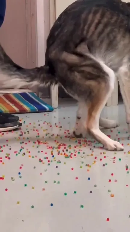 Dog’s Extremely Messy Bathroom Break
