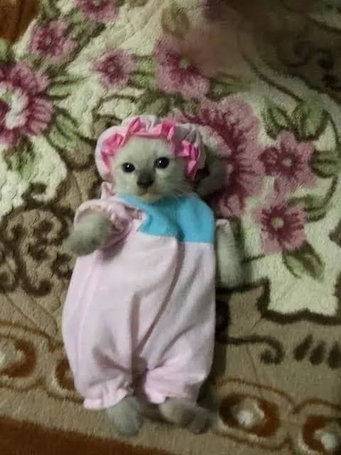 Котёнок в детском комбинезоне