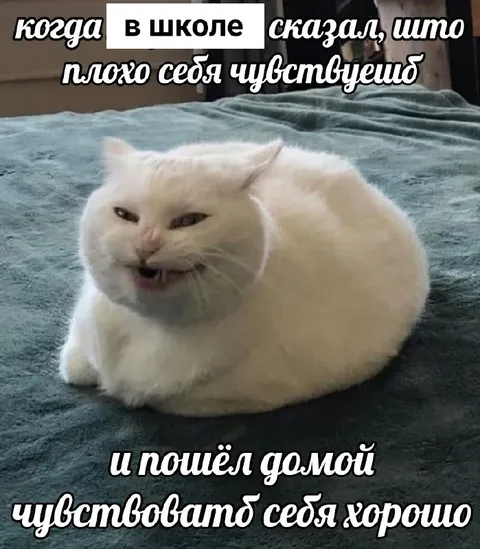 Кот пошёл домой чувствовать себя хорошо