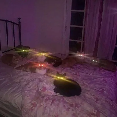 Кошки на кровати ночью