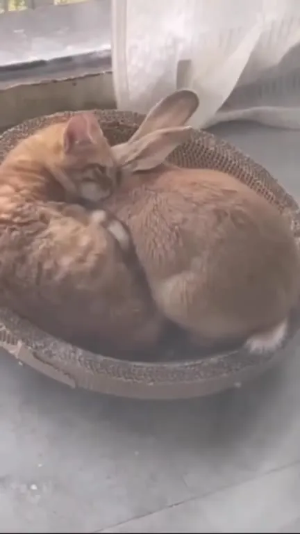 Кролик укладывает котёнка спать