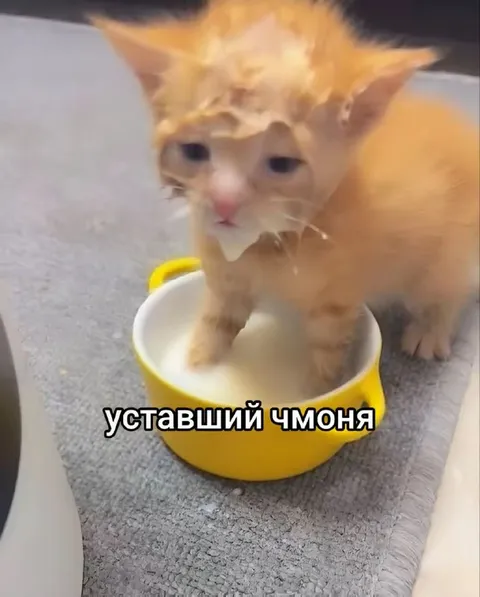 Уставший чмоня в миске