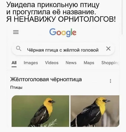 Жёлтоголовая чёрноптица