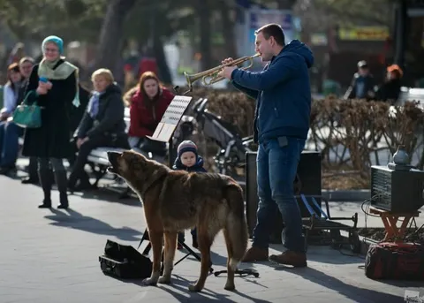 Собака подпевает трубачу
