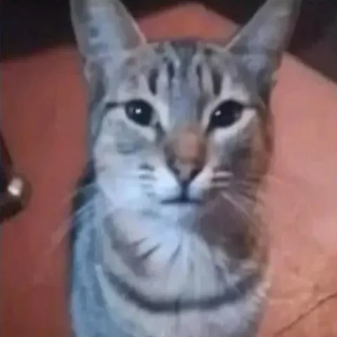 Серьёзный кот смотрит в камеру