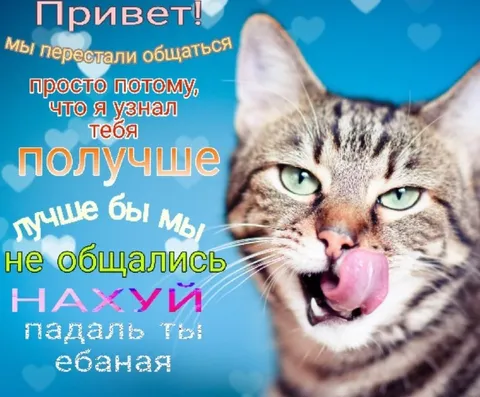 Кот узнал тебя получше