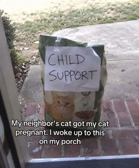 Cat Pregnancy Child Support