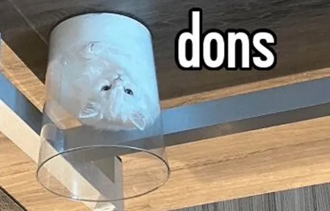 Cat Under a Glass