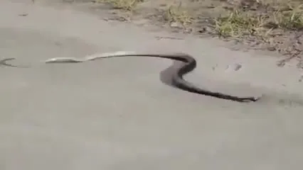 Змея танцует под музыку