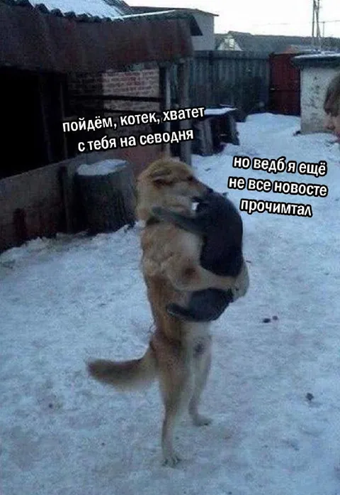 Кот ещё не все новости прочитал