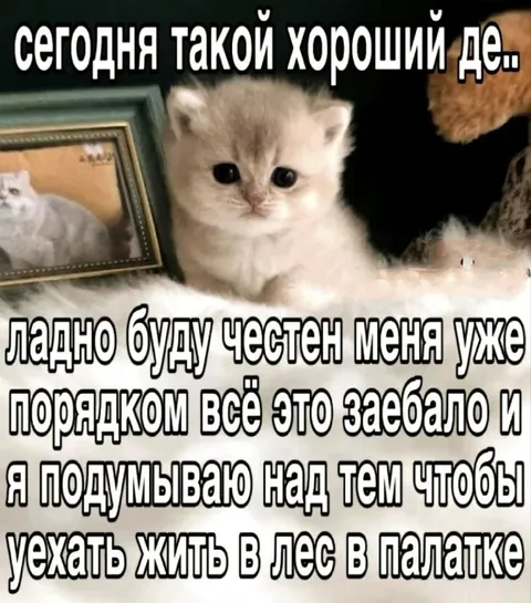 Хороший день закончился лесом