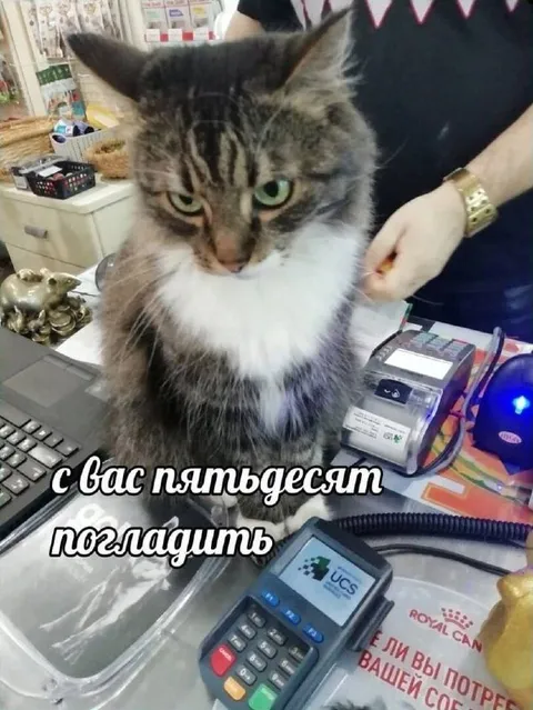 Кот берёт пятьдесят за поглаживание