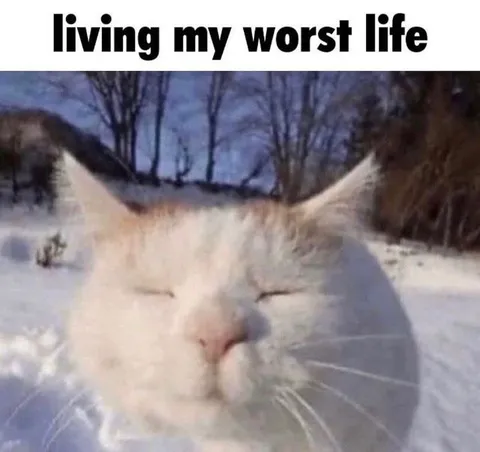 Cat Living Its Worst Life
