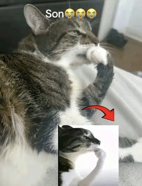 Son Crying Over Cat Photo