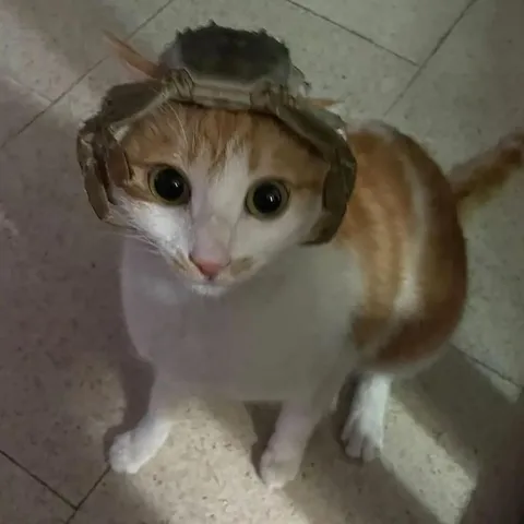 Кот в странной шапке