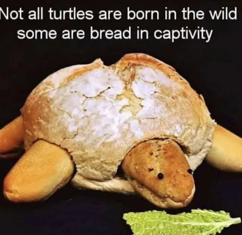 Bread-Born Turtle