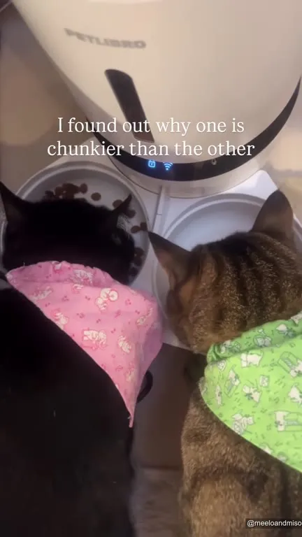 Why One Cat Is Chunkier